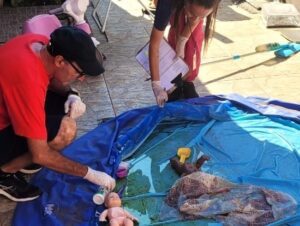 Saiba o que a equipe de combate à Dengue encontrou no Noêmia