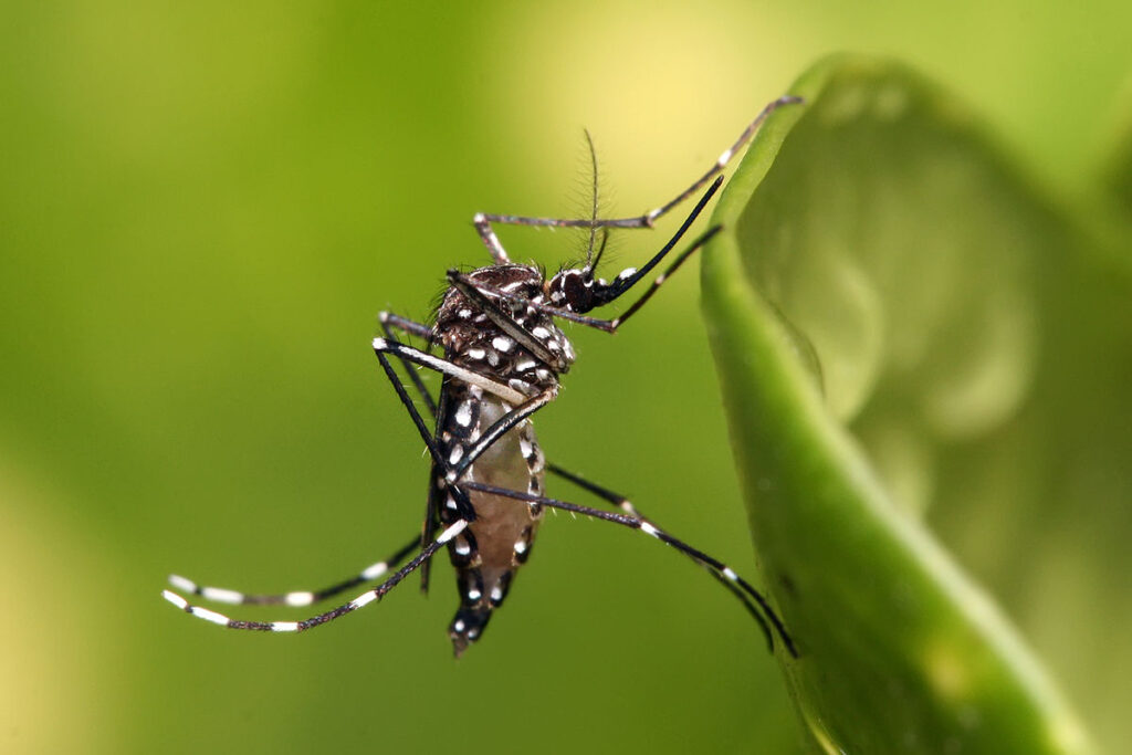 Dengue em alta: autoridades alertam para sintomas da doença e a necessidade de eliminar os criadouros do mosquito Aedes aegipty evitando acúmulo de água parada e limpa / Foto: Divulgação