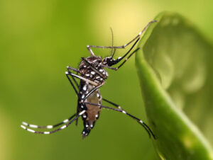 Dengue no RS: Estado decreta situação de emergência