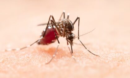 Maioria de cachoeirenses positivados para Dengue é do sexo feminino
