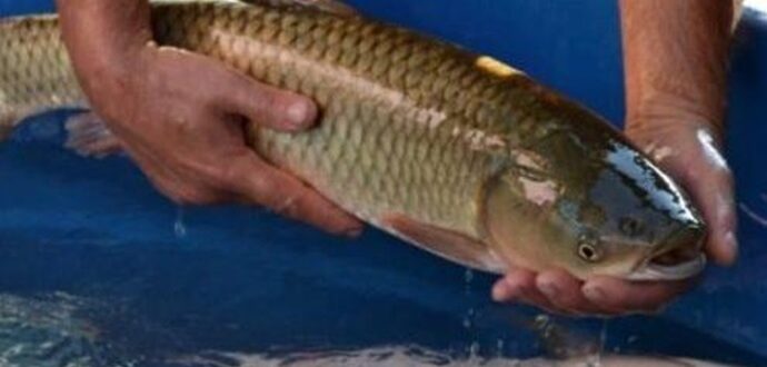 Feira do Peixe Vivo começa quarta-feira