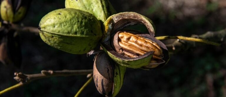 Sine/Cachoeira do Sul abre 250 vagas para safra de noz-pecã