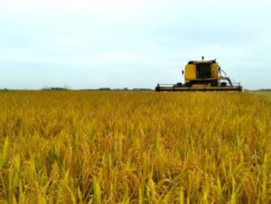 Colheita de arroz: Região tem pior desempenho no RS