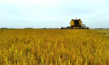 Colheita de arroz: Região tem pior desempenho no RS