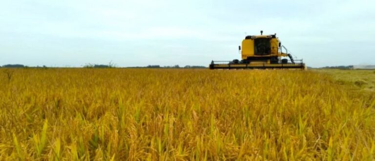 Colheita de arroz: Região tem pior desempenho no RS