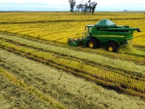 Colheita do arroz: Região segue a mais atrasada no RS