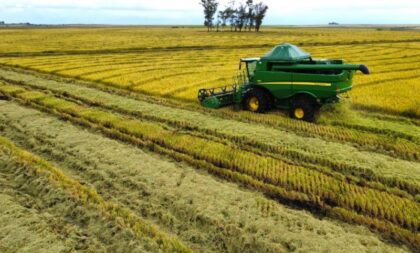 Colheita do arroz: Região segue a mais atrasada no RS