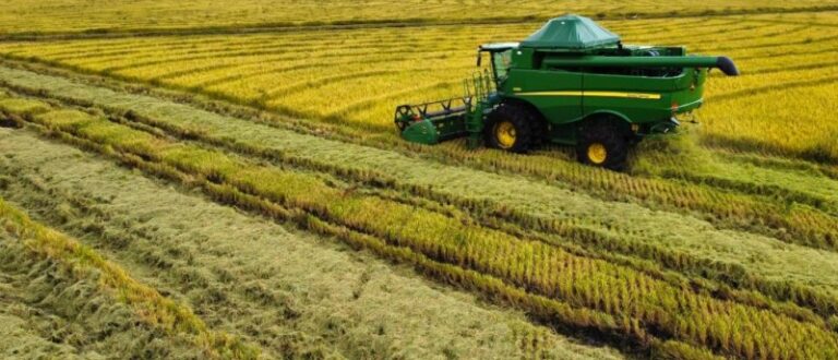 Colheita do arroz: Região segue a mais atrasada no RS