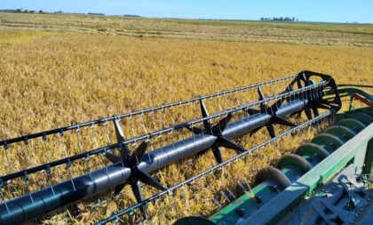 Arroz irrigado: Região é a única abaixo da metade da colheita no RS