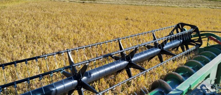 Arroz irrigado: Região é a única abaixo da metade da colheita no RS