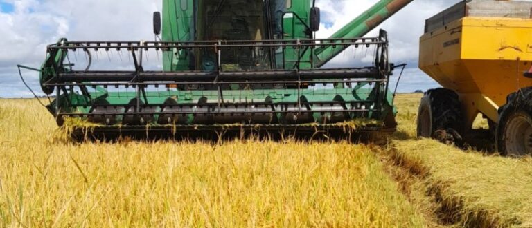 Região chega na metade da colheita do arroz com pior desempenho do RS