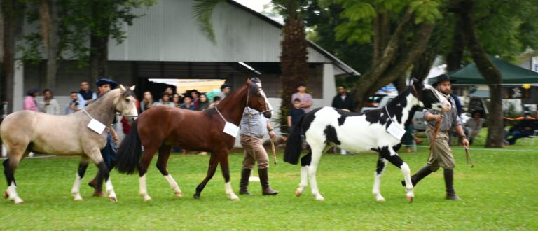 24ª Fenarroz terá provas do Núcleo de Criadores de Cavalo Crioulo