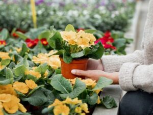 Flores para Todos: Dia de Campo marca entrega de resultados em Novo Cabrais