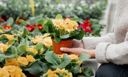 Flores para Todos: Dia de Campo marca entrega de resultados em Novo Cabrais