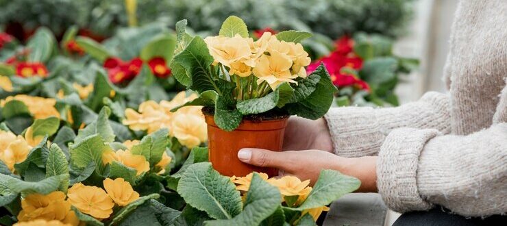 Flores para Todos: Dia de Campo marca entrega de resultados em Novo Cabrais