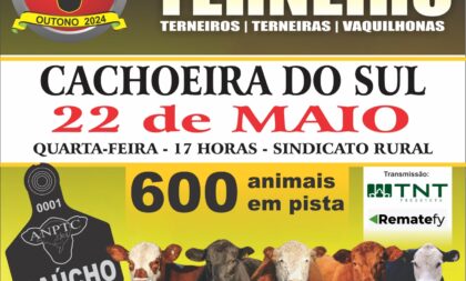 60ª Feira de Terneiros de Outono é nesta quarta-feira em Cachoeira