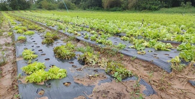 Enchente: cultura do alface perde mais de 19 toneladas em Cachoeira do Sul