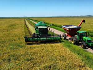 Colheita de arroz se encerra no RS com 7,16 milhões de toneladas do grão