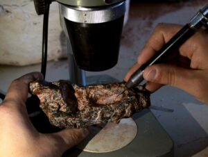 Fóssil de réptil que viveu antes dos dinossauros é encontrado em Paraíso do Sul