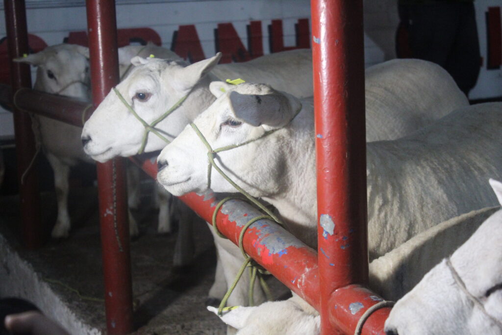 Expointer 2024: organização da feira definiu tanto o período de inscrições quanto o cronograma de entrada de animais no Parque Assis Brasil, em Esteio / Foto: Carolina Jardine/Arquivo