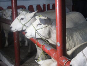 Expointer 2024 define período de inscrições de animais