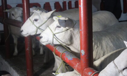 Expointer 2024 define período de inscrições de animais