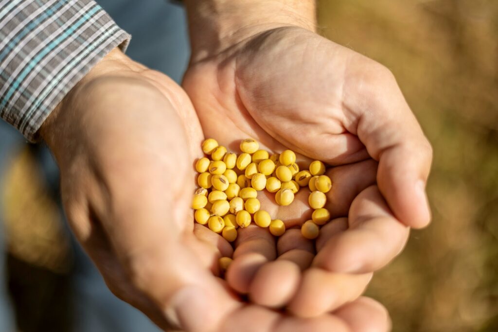 Dados de levantamento feito pelo Sicredi apontam redução na produção e produtividade dos grãos no País / Foto: Divulgação