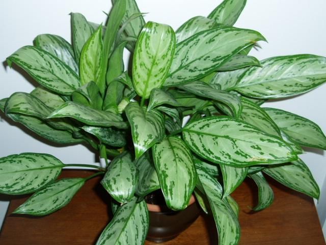 Aglaonema / Foto: Divulgação