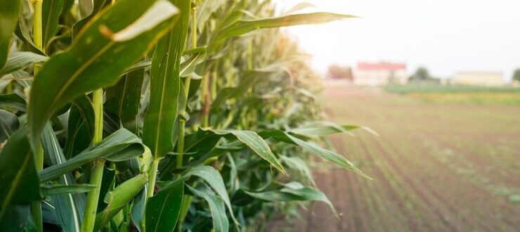 Certificado de Cadastro de Imóvel Rural está disponível a partir de terça (18)