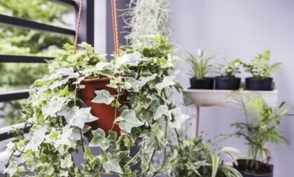 As 5 melhores plantas para cultivar dentro de casa