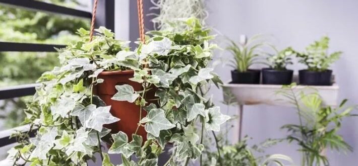 As 5 melhores plantas para cultivar dentro de casa