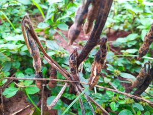 Enchente: o que relatório de perdas diz sobre prejuízos em Cachoeira do Sul?