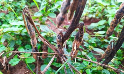 Enchente: o que relatório de perdas diz sobre prejuízos em Cachoeira do Sul?