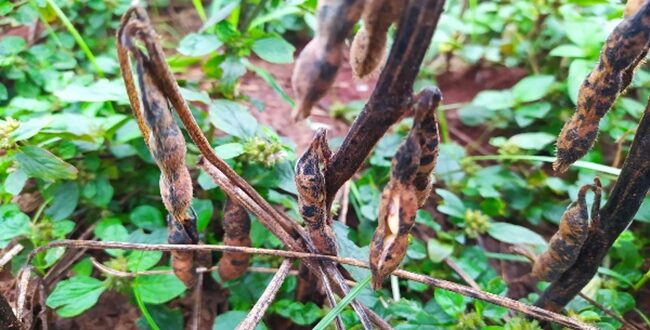 Enchente: o que relatório de perdas diz sobre prejuízos em Cachoeira do Sul?