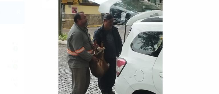 Veado foge do zoo e invade loja no Centro de Cachoeira