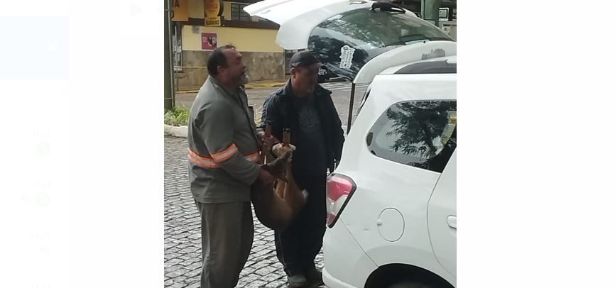 Após surpreender os cachoeirenses no Centro, veado foi resgatado e encaminhado de volta ao zoológico / Foto e vídeo: Divulgação