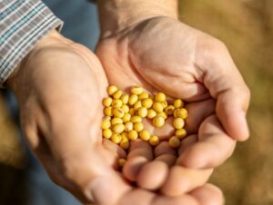 Ministério da Agricultura derruba em 11,86% o preço mínimo da soja