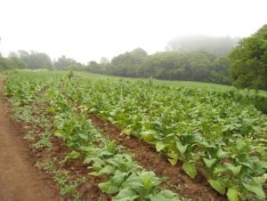 Tabaco: 50 produtores de Paraíso do Sul tiveram prejuízos com enchente