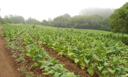 Tabaco: 50 produtores de Paraíso do Sul tiveram prejuízos com enchente