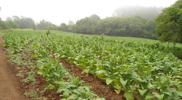 Tabaco: 50 produtores de Paraíso do Sul tiveram prejuízos com enchente