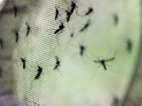 Mosquito transmissor da febre oropouche é detectado no RS