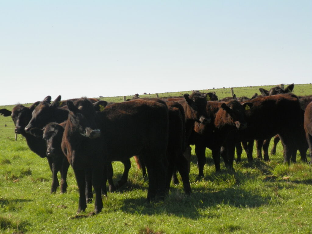 Declaração Anual do Rebanho é uma obrigação sanitária, alerta a Secretaria Estadual da Agricultura / Foto: Arquivo OC