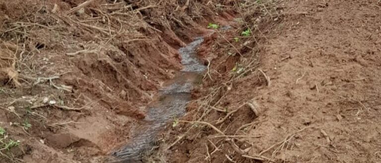 Vistoria identifica crime contra flora em Paraíso e Cachoeira do Sul