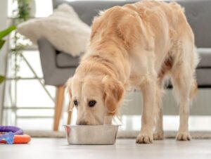 5 perguntas e respostas sobre alimentação para pets