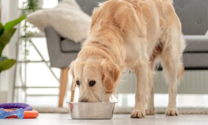 5 perguntas e respostas sobre alimentação para pets