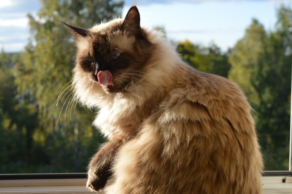 Gato balinês sentado em frente a uma paisagem com árvores e céu azul