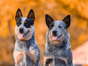 4 características do cachorro da raça boiadeiro australiano 