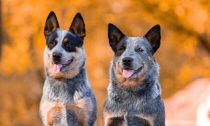 4 características do cachorro da raça boiadeiro australiano 