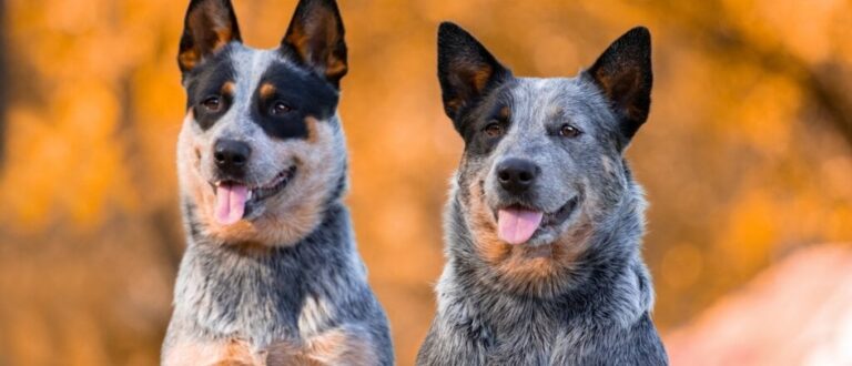 4 características do cachorro da raça boiadeiro australiano 