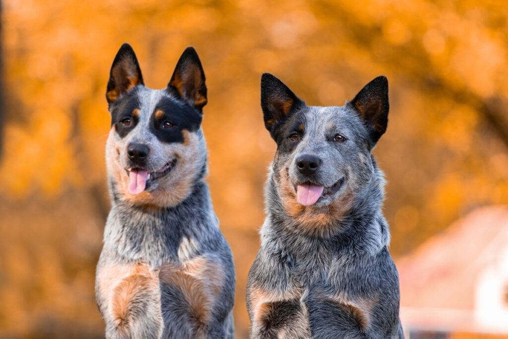 Dois cachorros da raça boiadeiro australiano sentados em frente a uma árvore com folhas amarelas